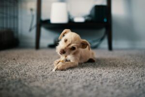 carpet-with-dog